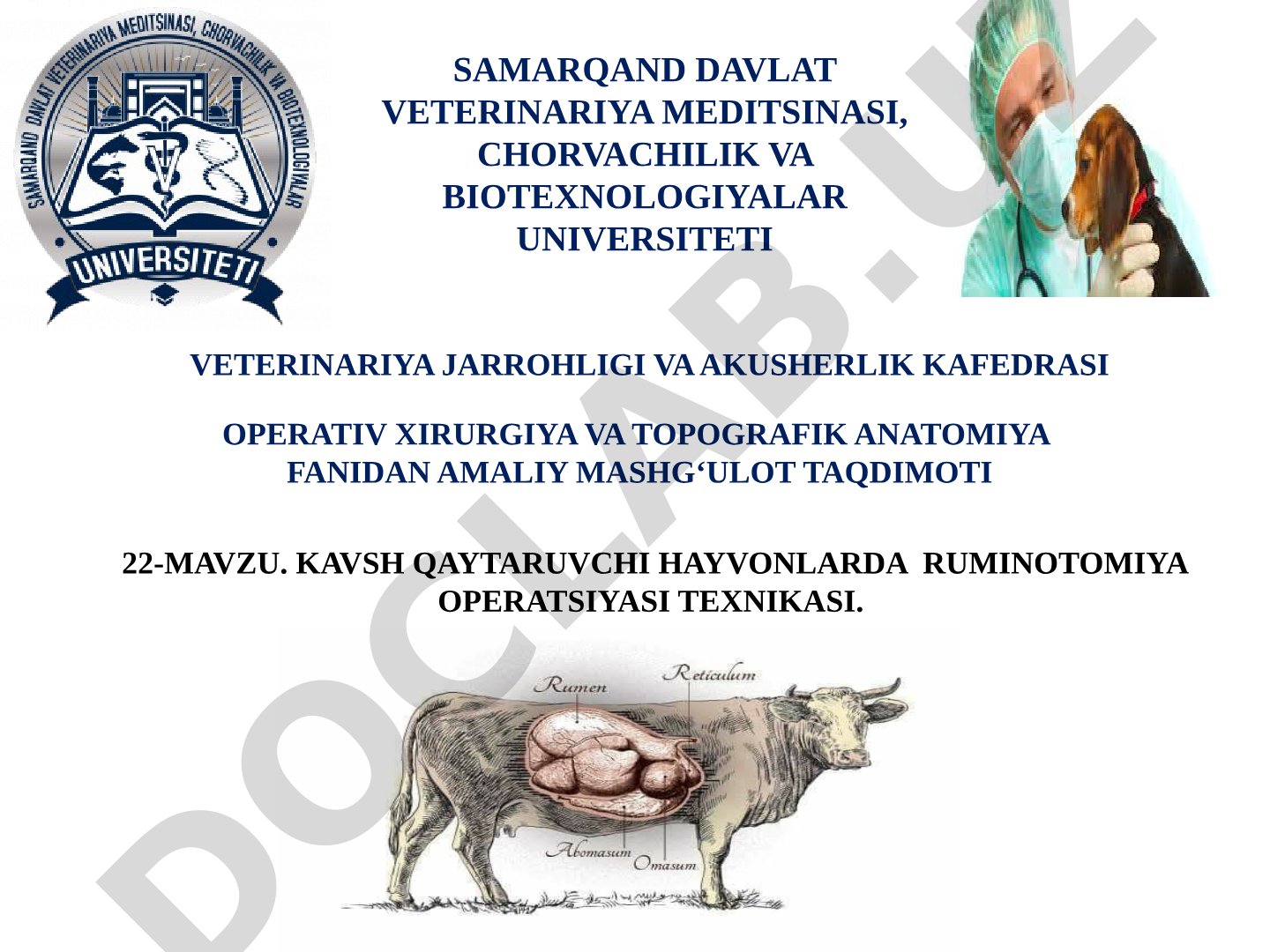Kavsh qaytaruvchi hayvonlarda ruminotomiya operatsiyasi texnikasi