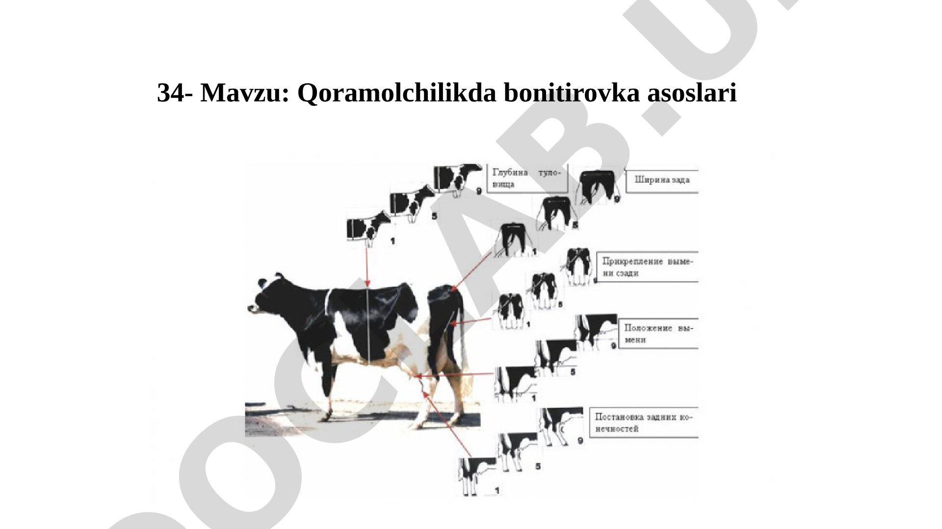 Qoramolchilikda bonitirovka asoslari