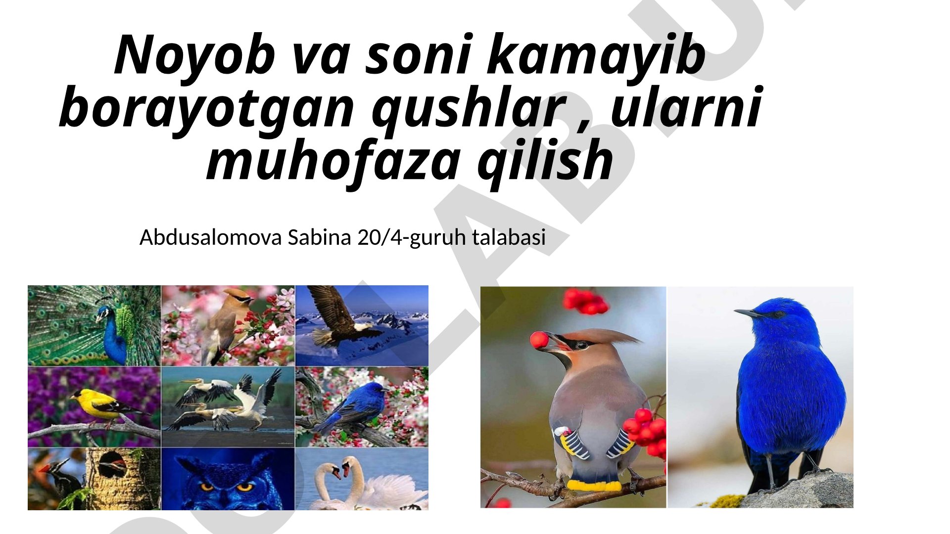 Noyob va soni kamayib borayotgan qushlar, ularni muhofaza qilish