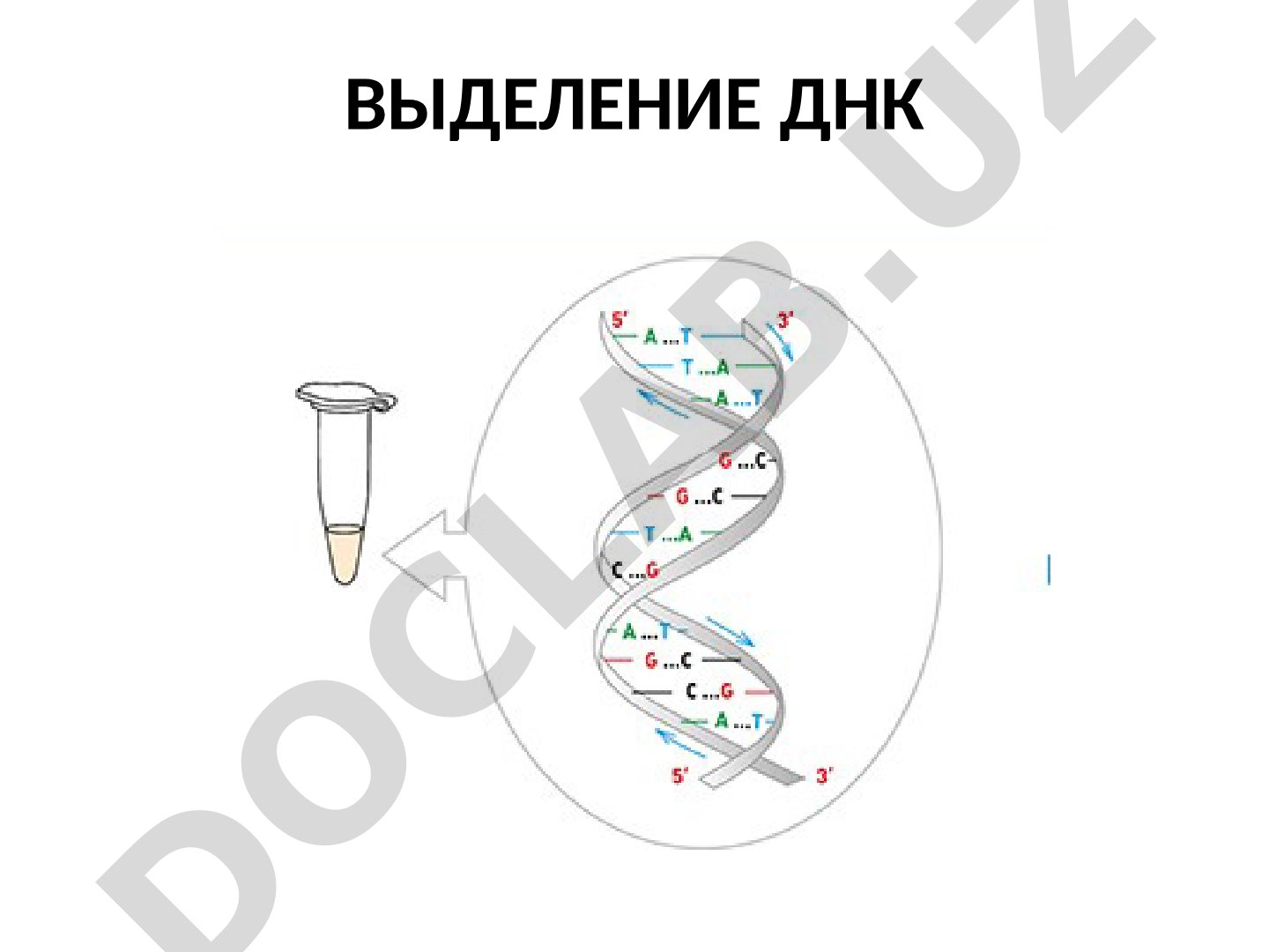 ВЫДЕЛЕНИЕ ДНК