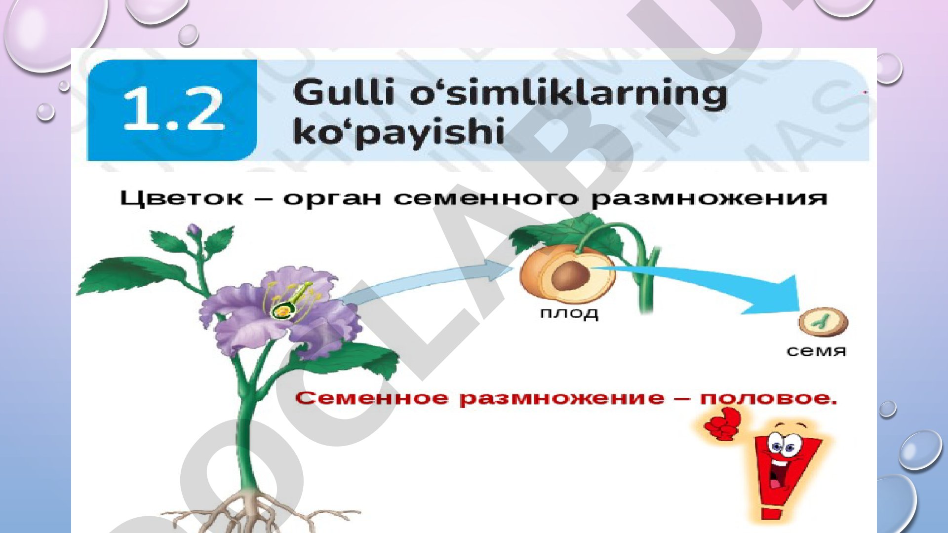 Topshiriqlar: mavzuni o'qish, rasm chizish, atamalarni yozish