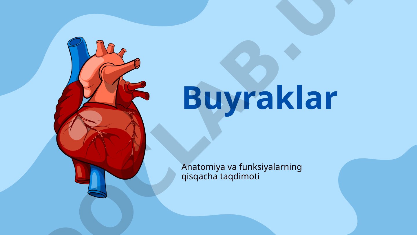 Buyraklar anatomiyasi va funksiyalari
