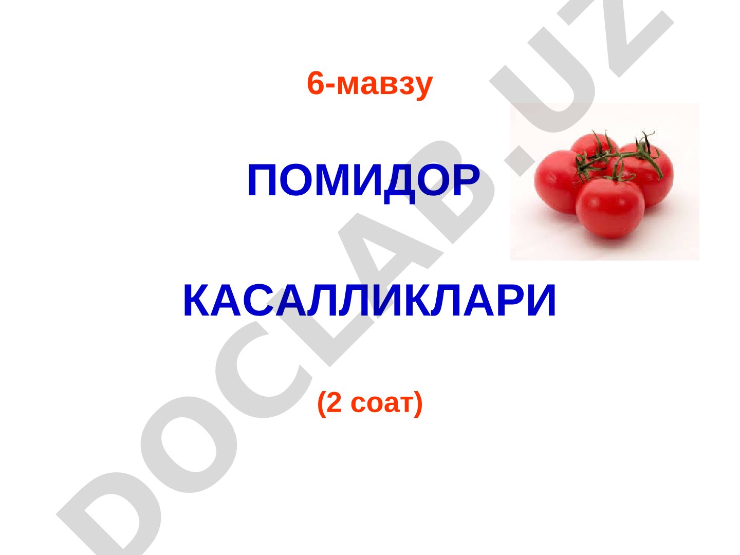 Помидорнинг турли касалликлари, уларнинг белгилари ва қўзғатувчилари ҳақида маъруза