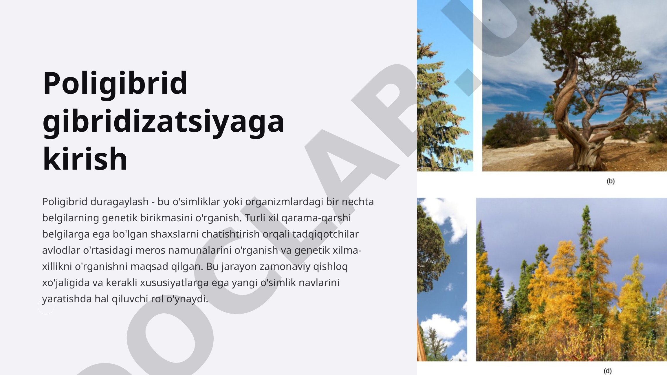 Poligibrid gibridizatsiyaga kirish