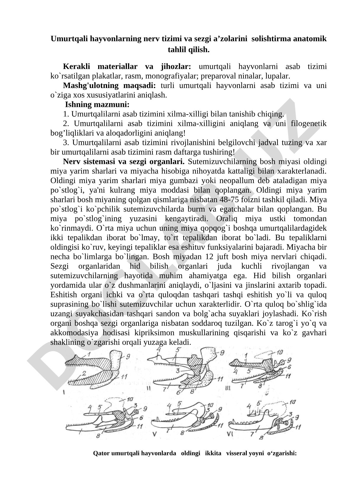 Umurtqali hayvonlarning nerv tizimi va sezgi a’zolarini solishtirma anatomik tahlili