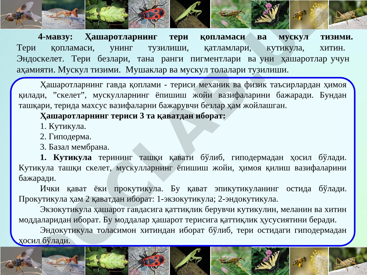 Ҳашаротларнинг тери қопламаси ва мускул тизими