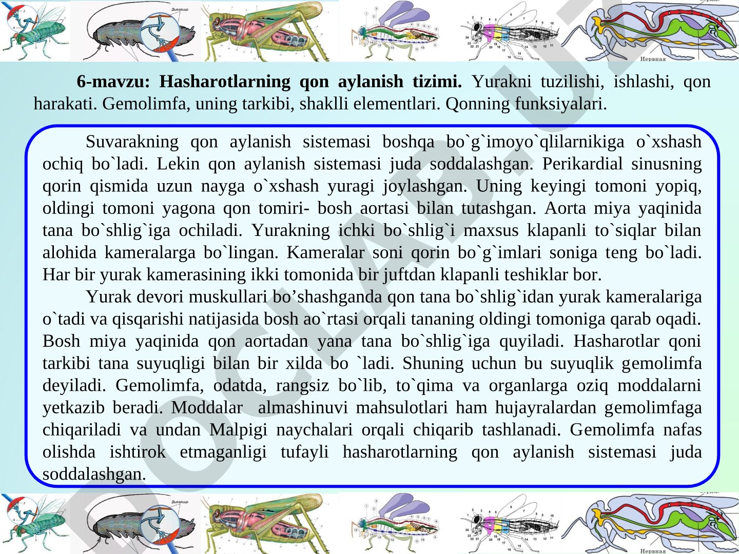 Hasharotlarning qon aylanish tizimi