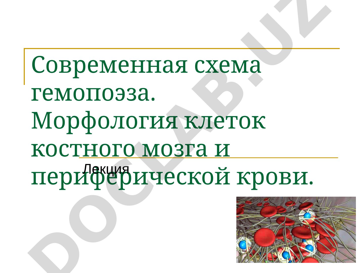 Современная схема гемопоэза. Морфология клеток костного мозга и периферической крови