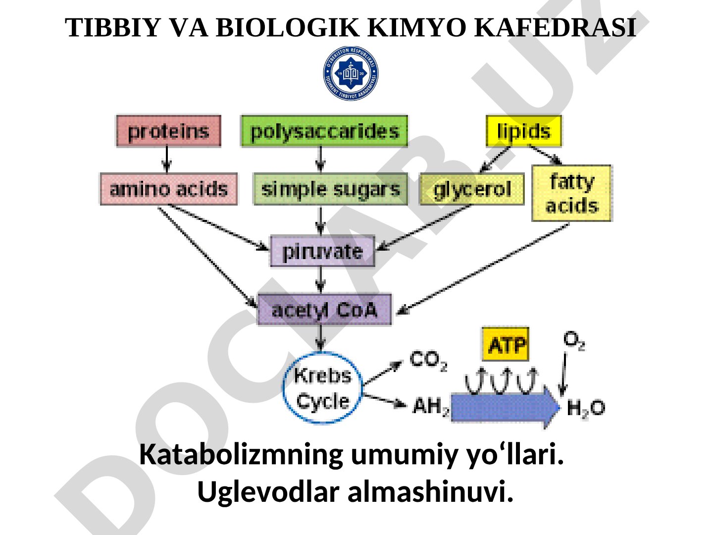 Katabolizmning umumiy yo‘llari. Uglevodlar almashinuvi.