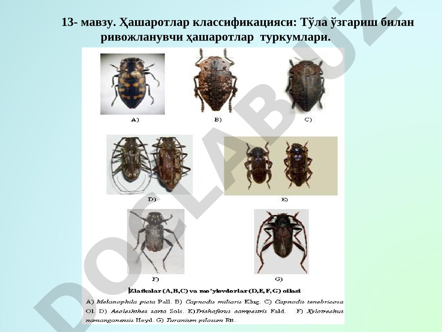 Ҳашаротлар классификацияси: Тўла ўзгариш билан ривожланувчи ҳашаротлар туркумлари