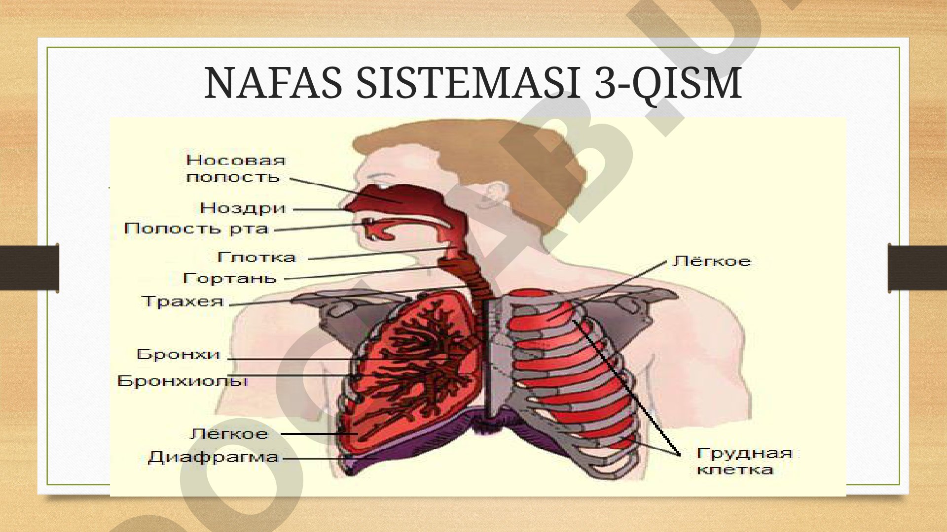 Nafas sistemasi 3-qism