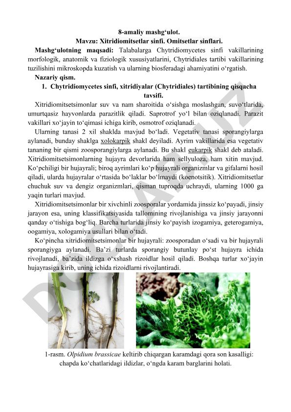 Xitridiomitsetlar sinfi va Omitsetlar sinflari