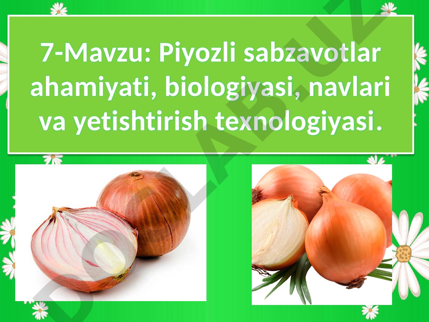 Piyozli sabzavotlar ahamiyati, biologiyasi, navlari va yetishtirish texnologiyasi