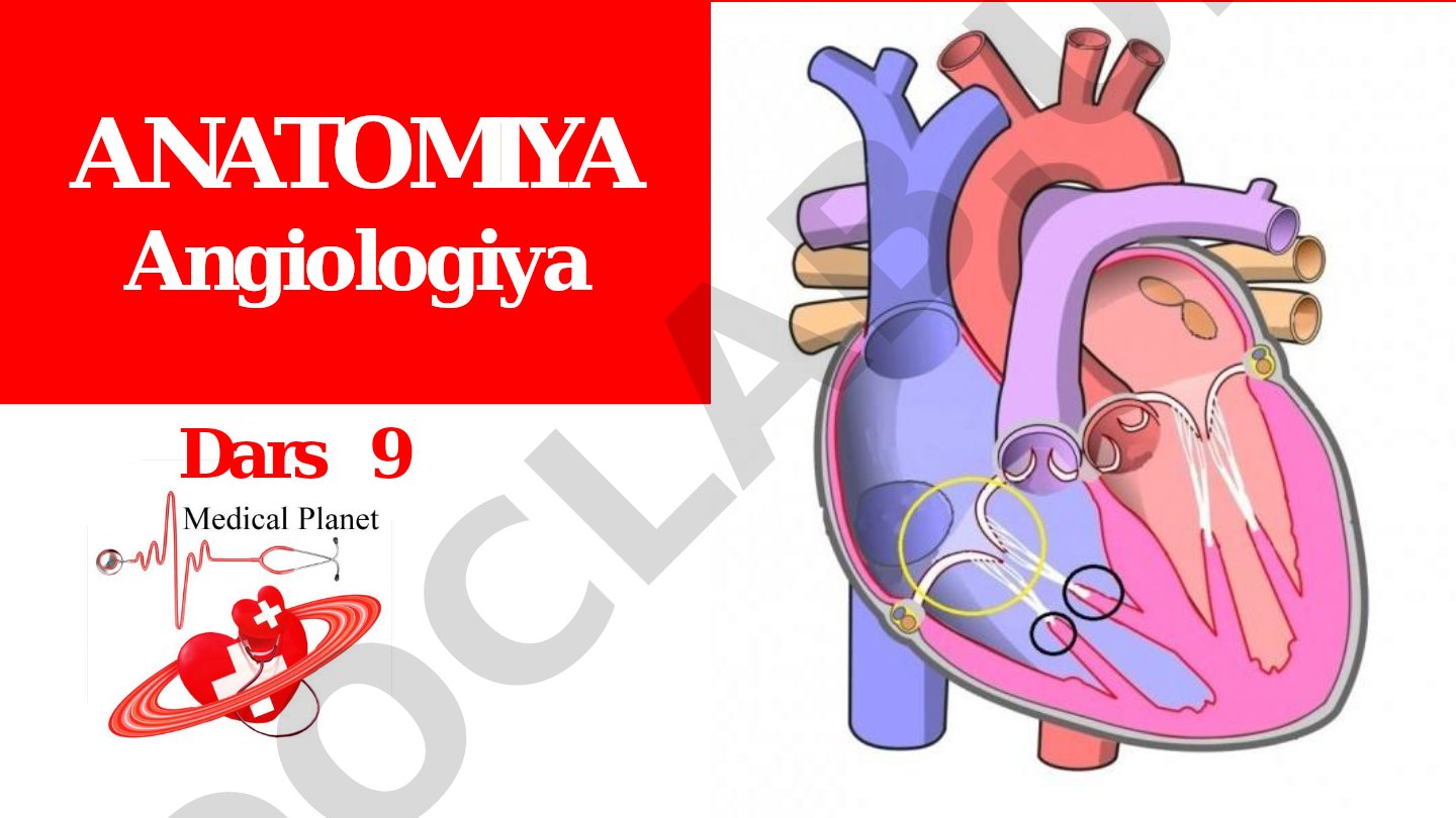 Anatomiya Angiologiya Dars 9