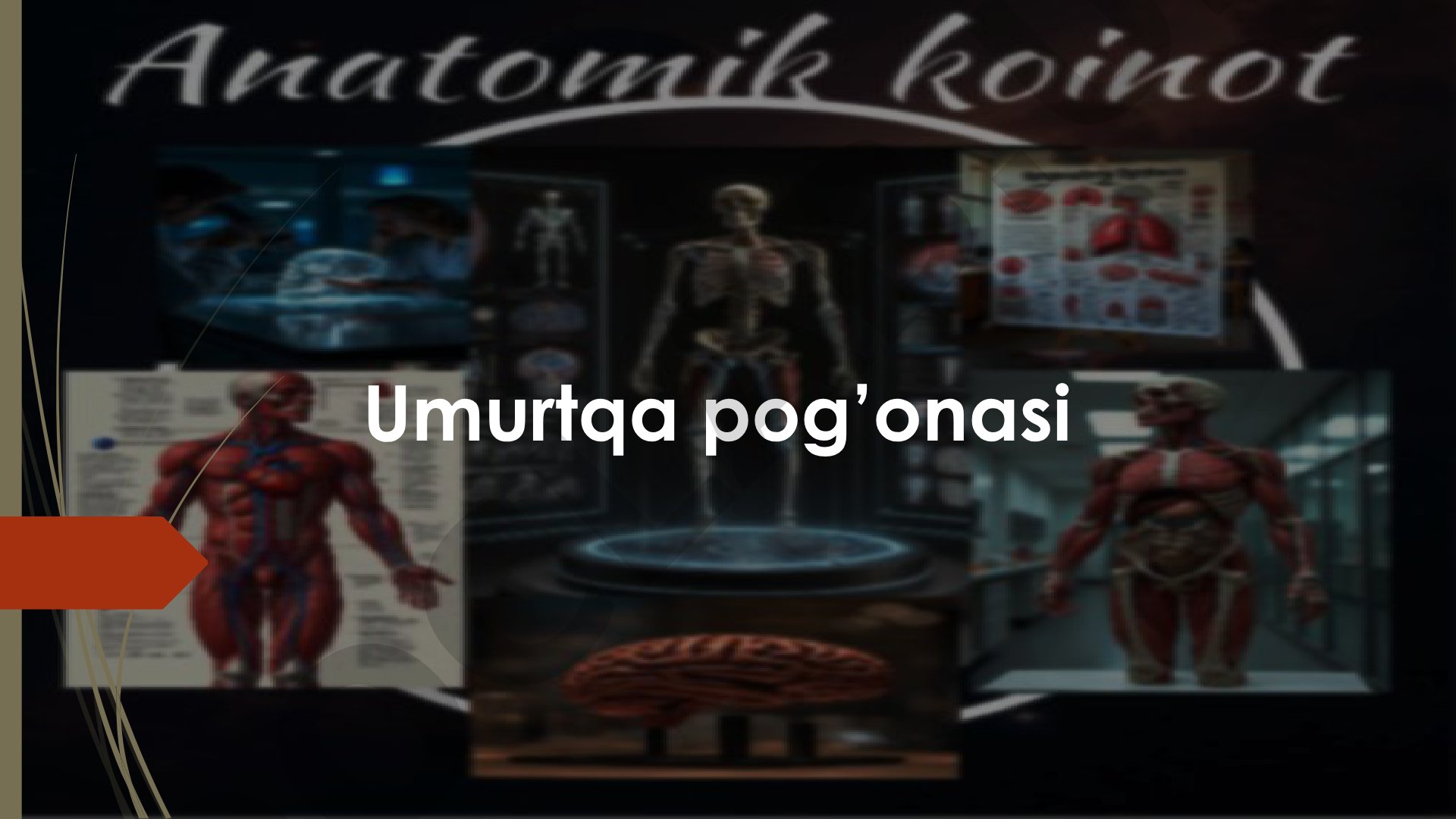 Bo'yin, ko'krak, bel, dumg'aza va dum umurtqalari klassifikatsiyasi va tuzilishi
