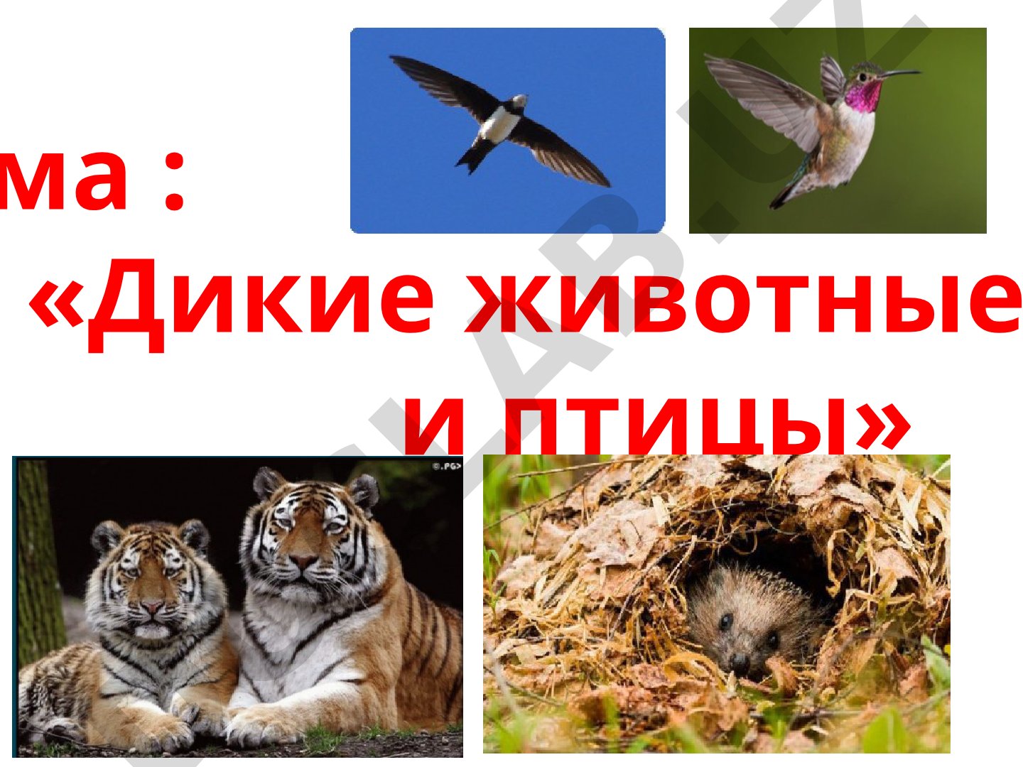 Дикие животные и птицы