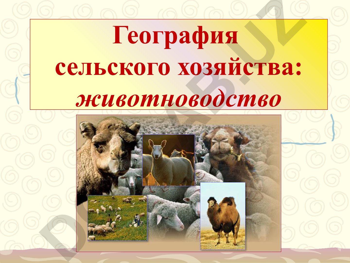 География сельского хозяйства: животноводство