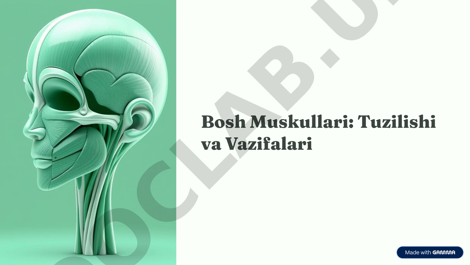 Yuz Muskullari: Tuzilishi va Vazifalari