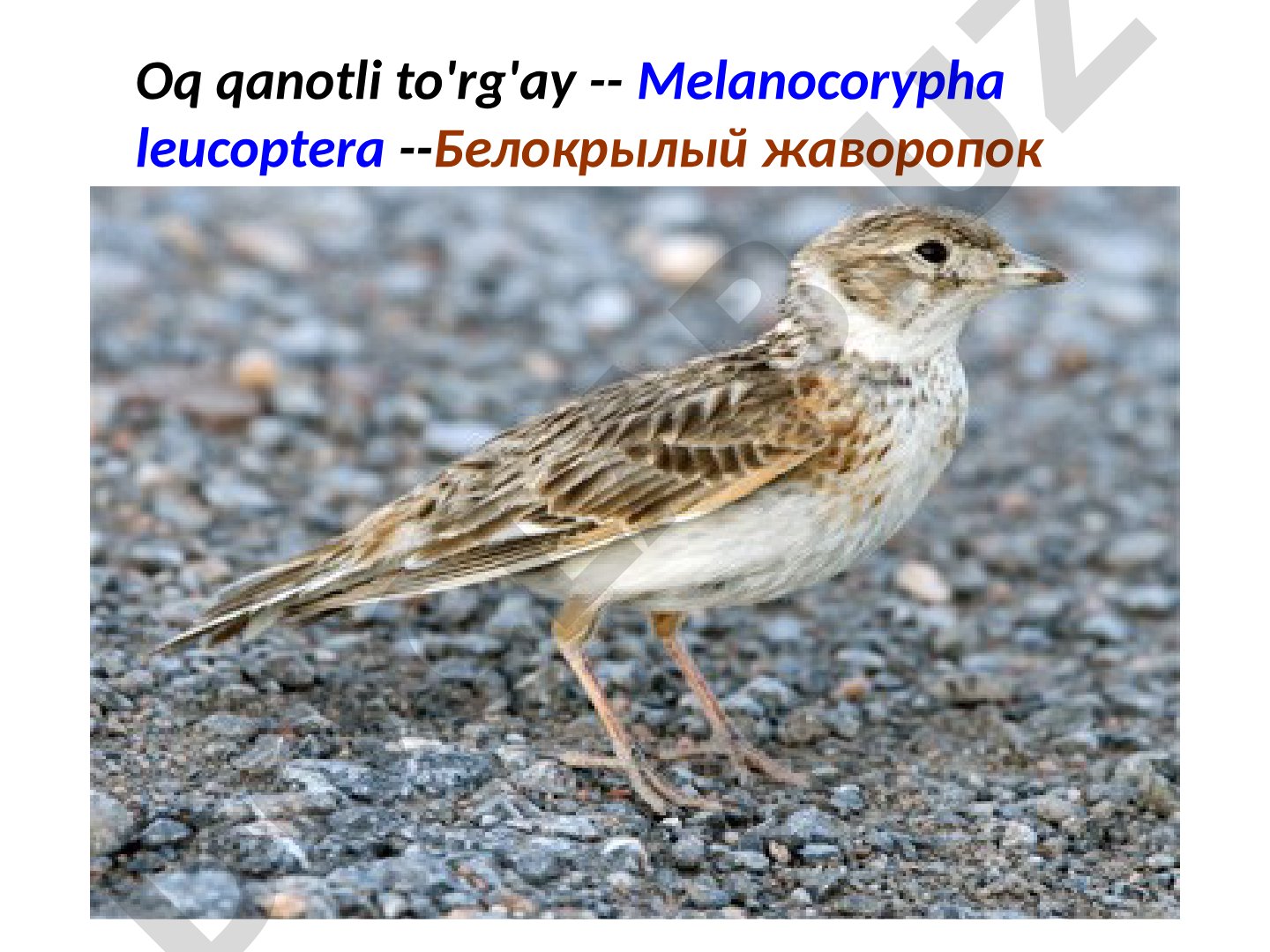 Oq qanotli to'rg'ay
