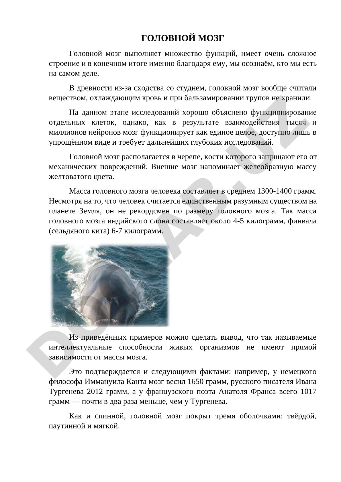 Описание строения и функций головного мозга человека, его массы и расположения