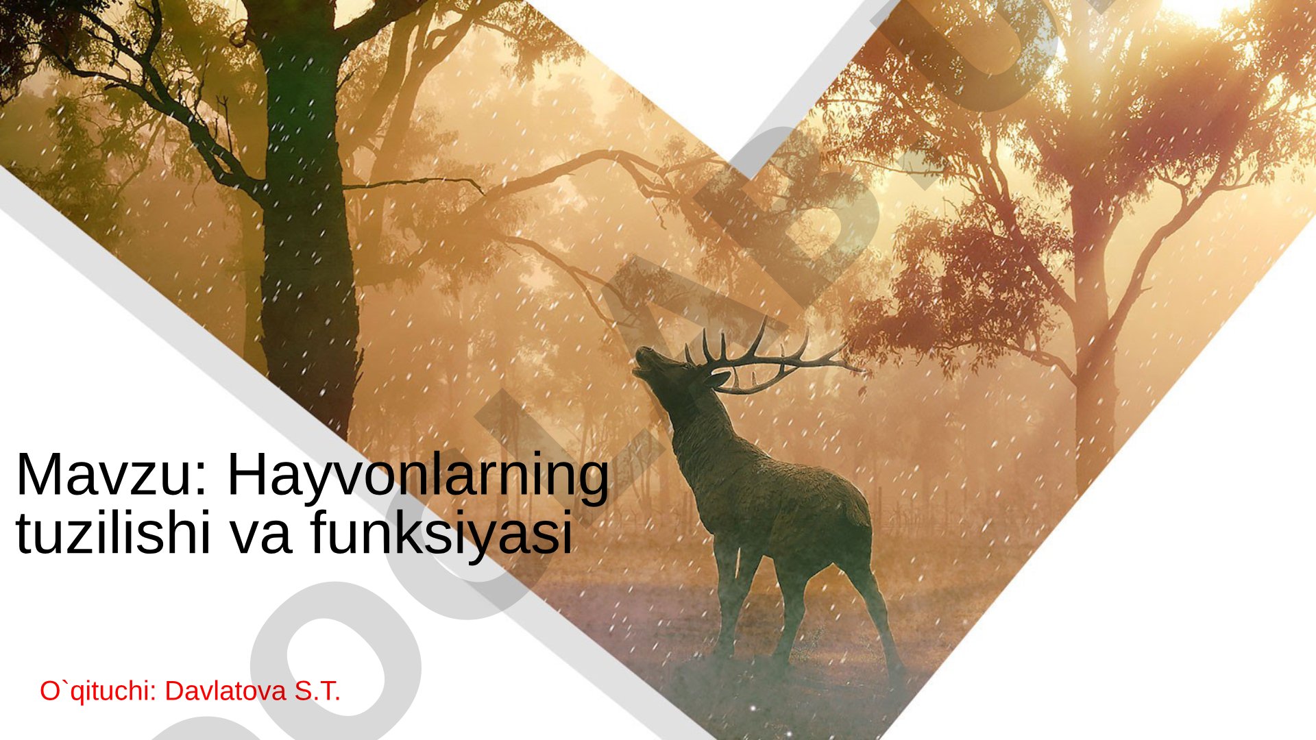 Hayvonlarning tuzilishi va funksiyasi