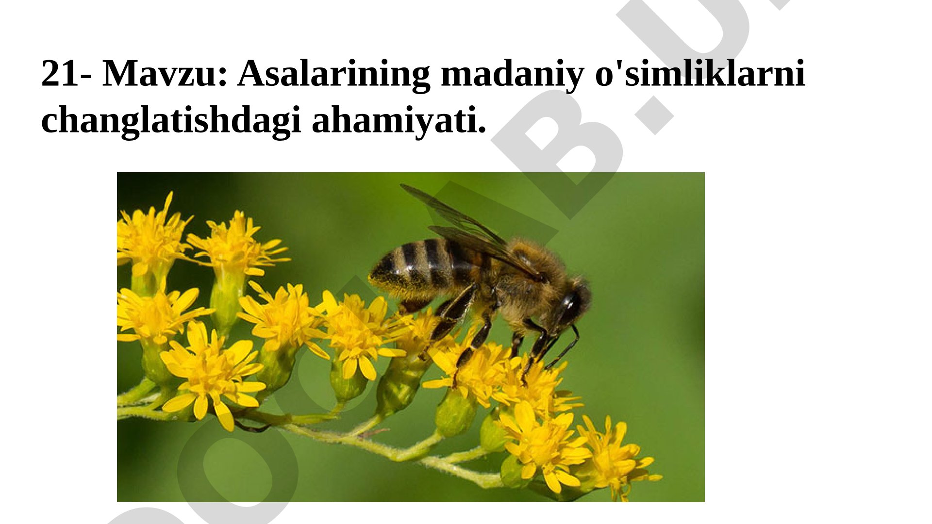 Asalarining madaniy o'simliklarni changlatishdagi ahamiyati