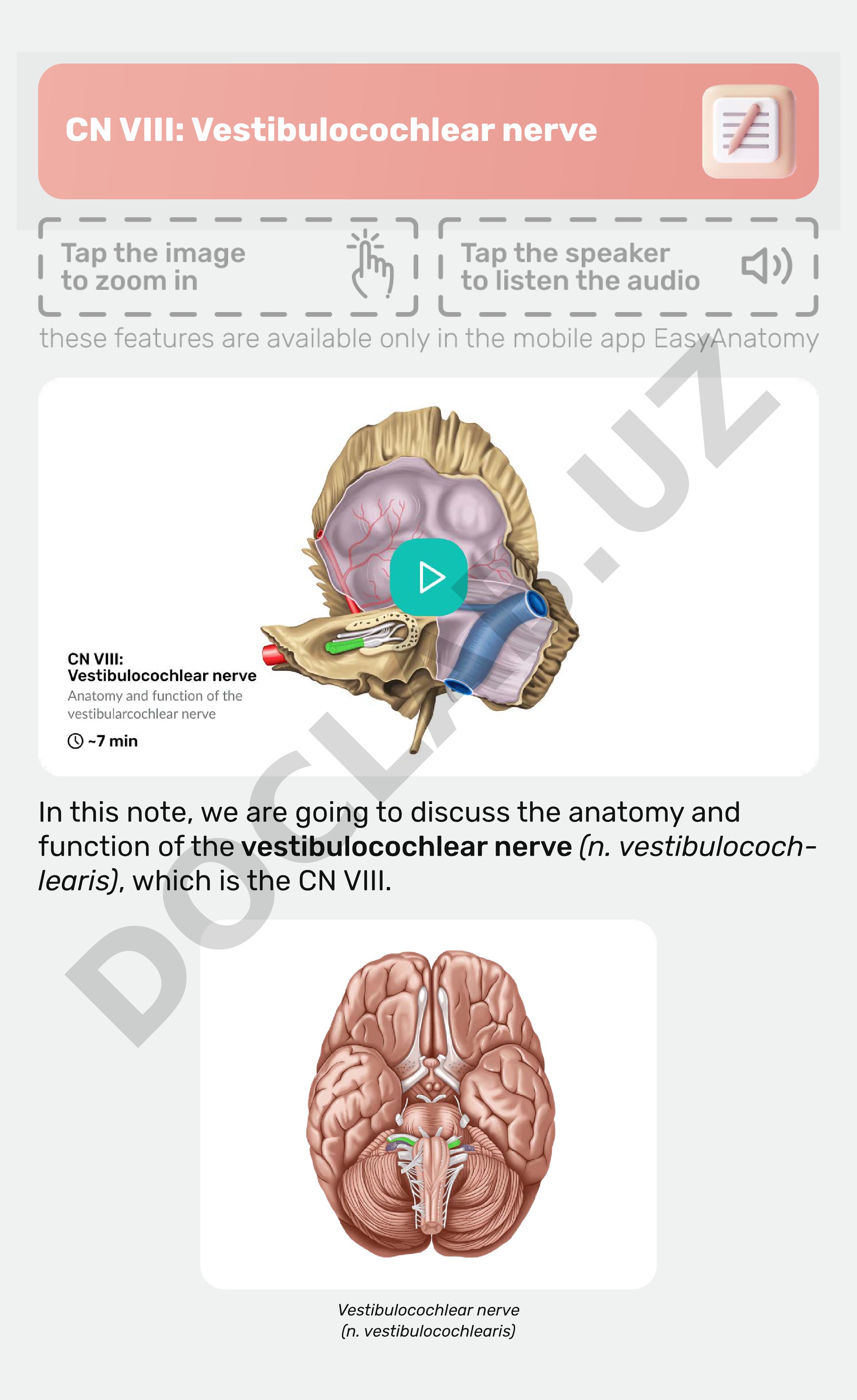 CN VIII: Vestibulocochlear nerve