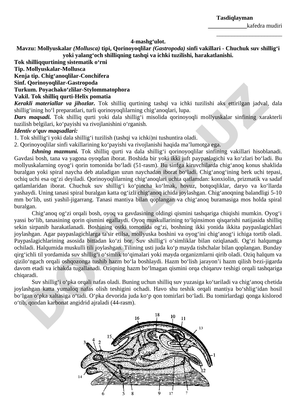 Mollyuskalar (Mollusca) tipi, Qorinoyoqlilar (Gastropoda) sinfi vakillari - Chuchuk suv shillig‘i yoki yalang‘och shilliqning tashqi va ichki tuzilishi, harakatlanishi