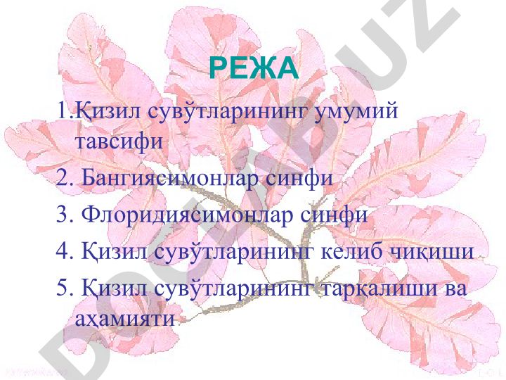 Қизил сувўтларининг умумий тавсифи, тарқалиши ва аҳамияти