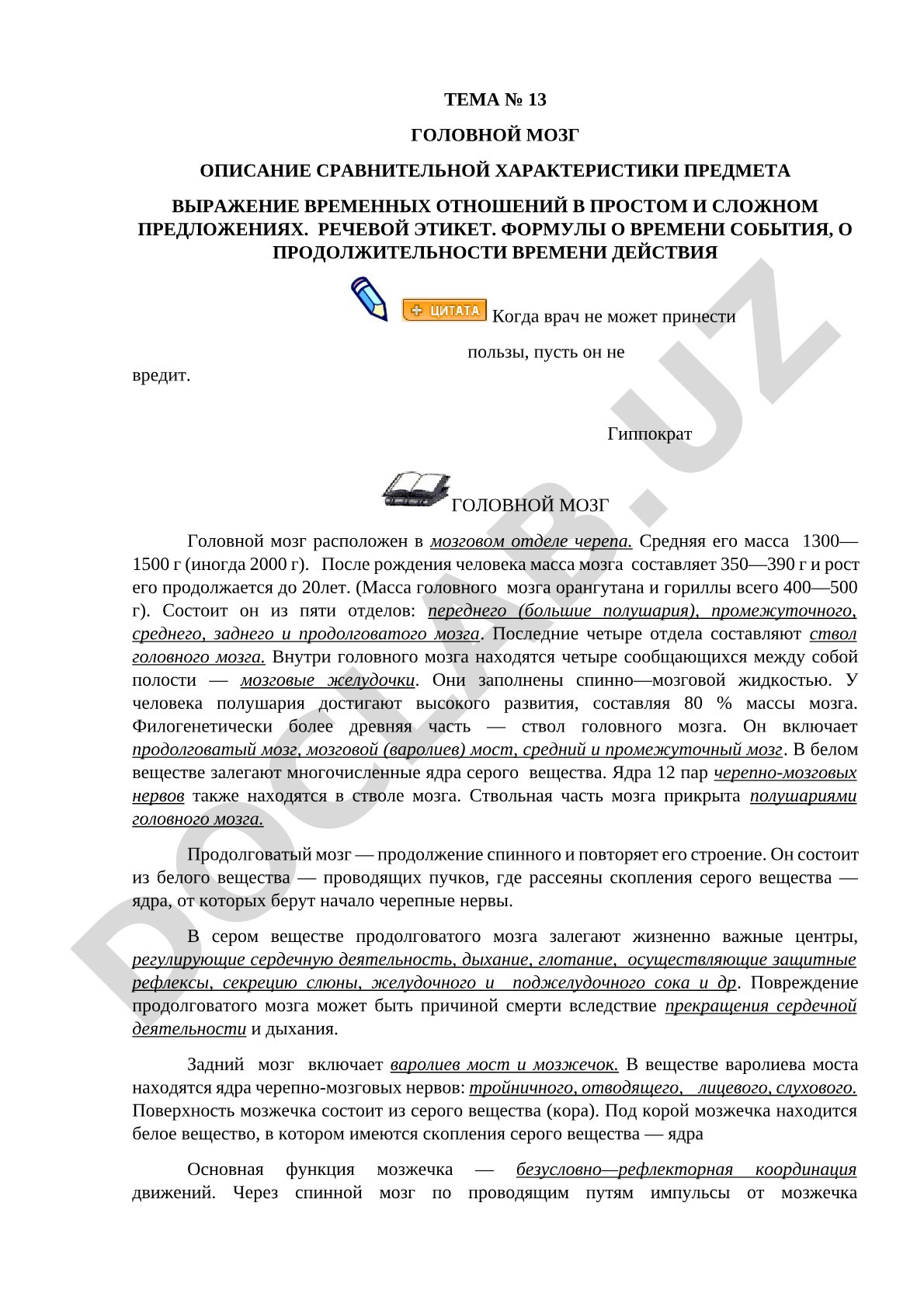 Головной мозг: сравнительная характеристика