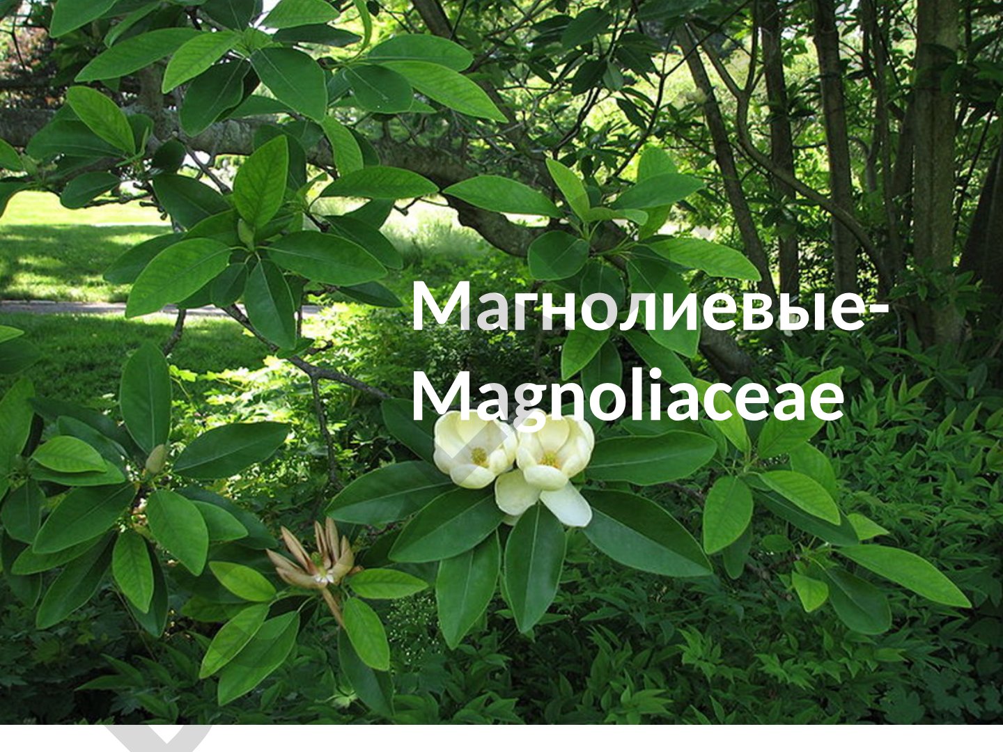 Семейство магнолиевых: систематика, органы, распространение, представители, значение