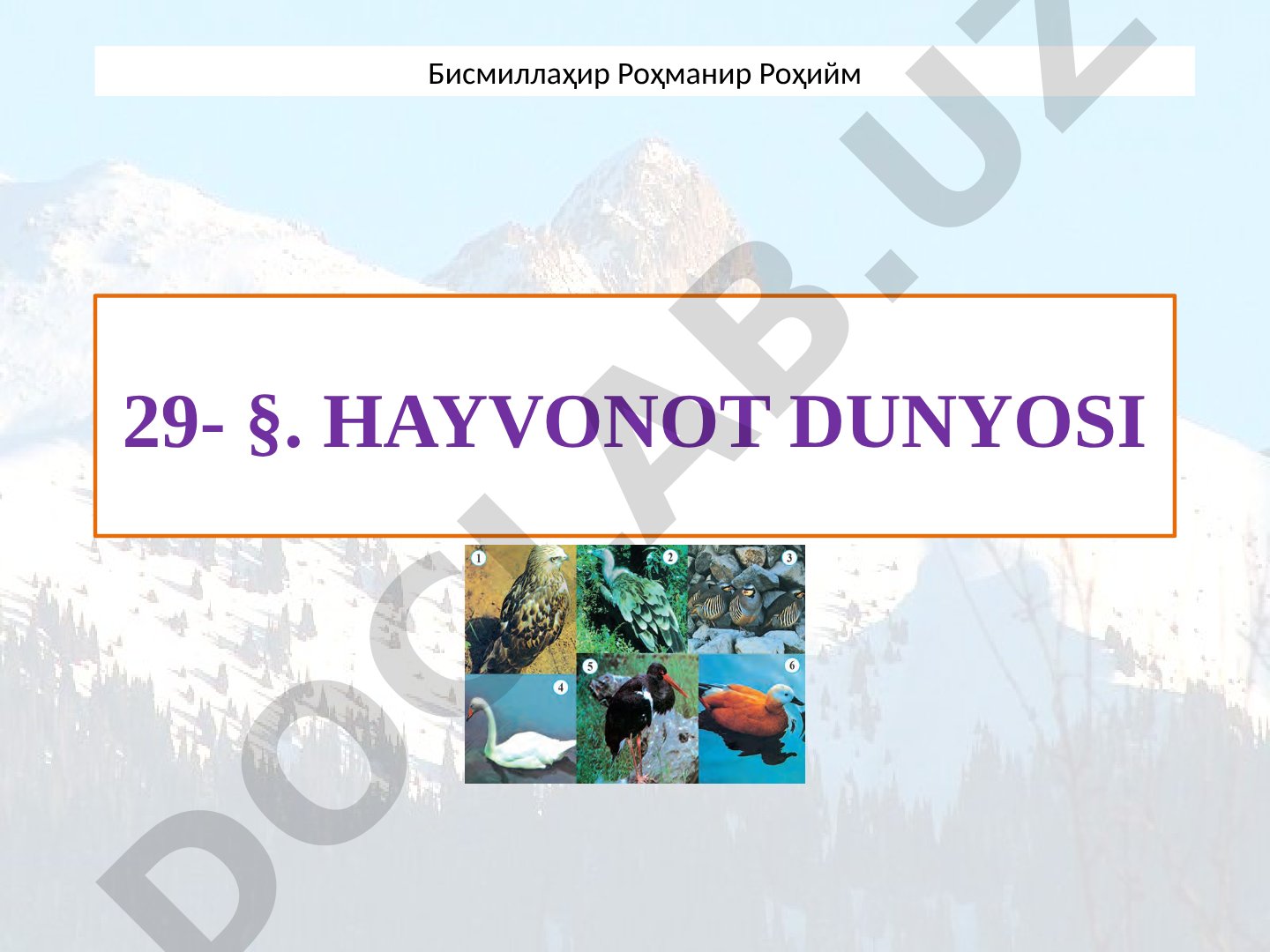 Hayvonot dunyosi