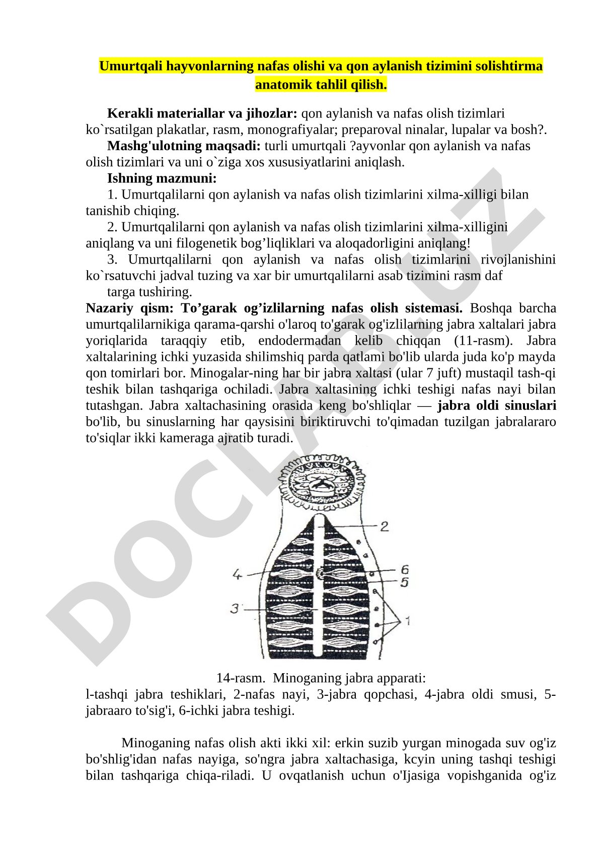 Umurtqali hayvonlarning nafas olishi va qon aylanish tizimini solishtirma anatomik tahlil qilish