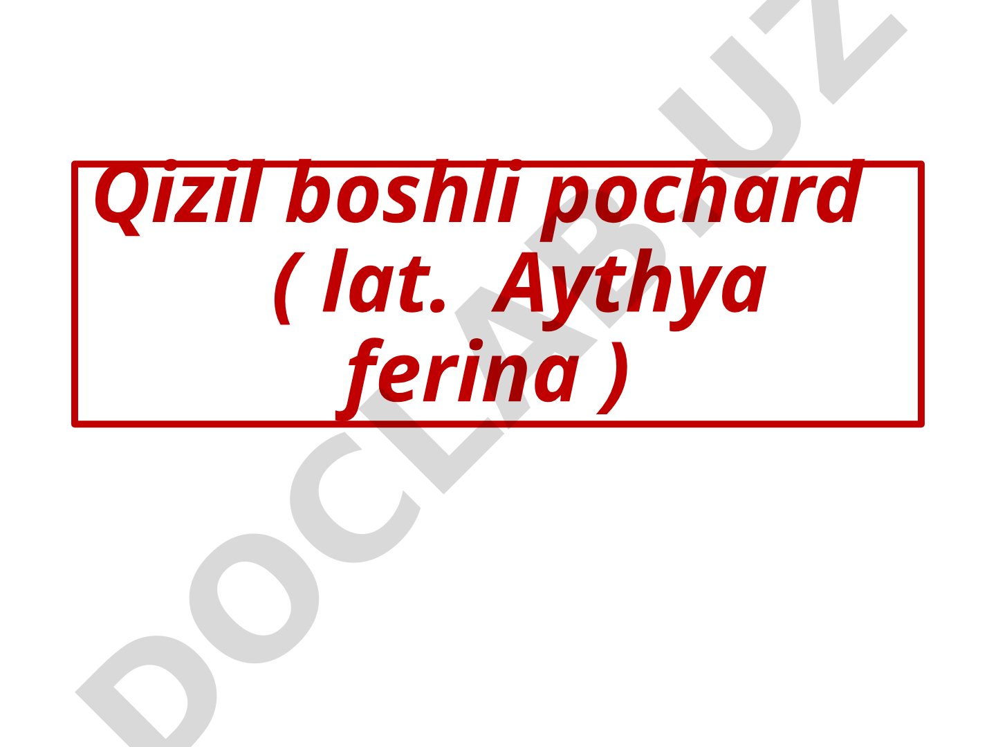 Qizil boshli pochard haqida ma'lumot