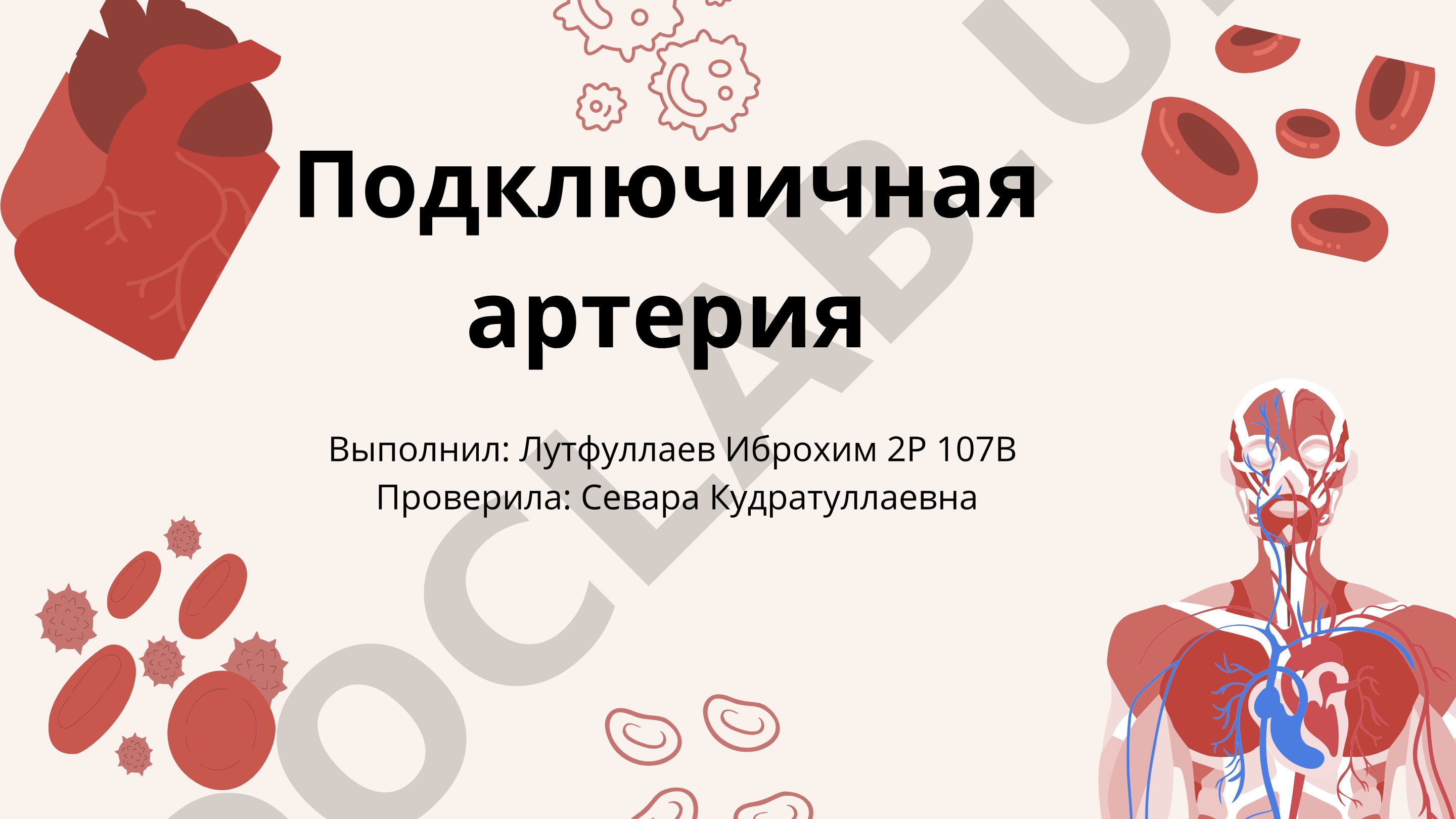 Подключичная артерия: анатомия и топография