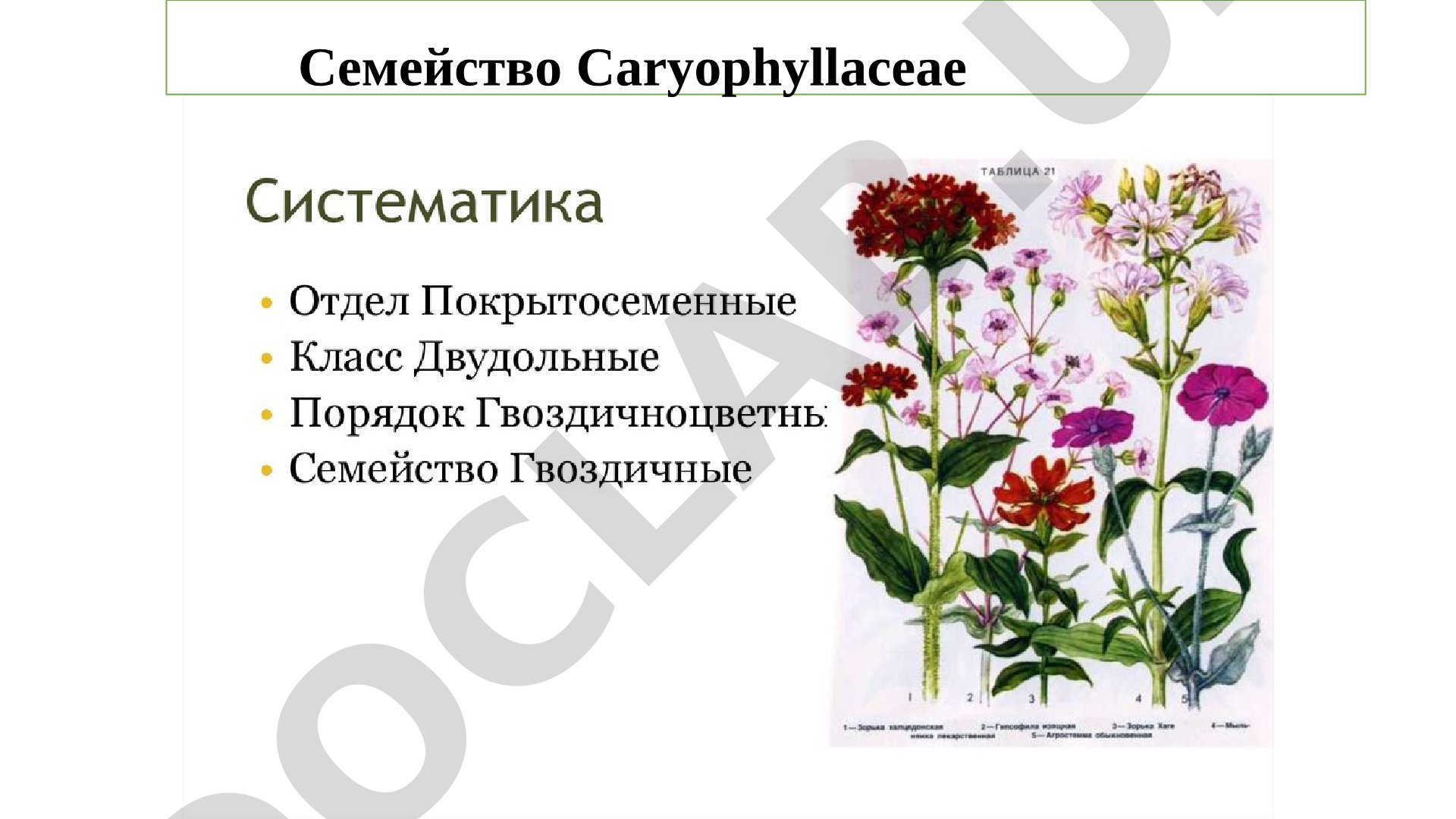 Семейство Caryophyllaceae: ареал, жизненные формы, особенности листьев и цветков