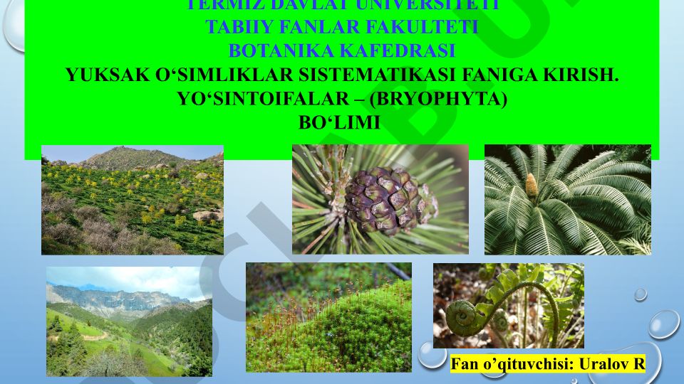 Yuksak o'simliklar sistematikasi va yo'sintoifalar (Bryophyta) bo'limi
