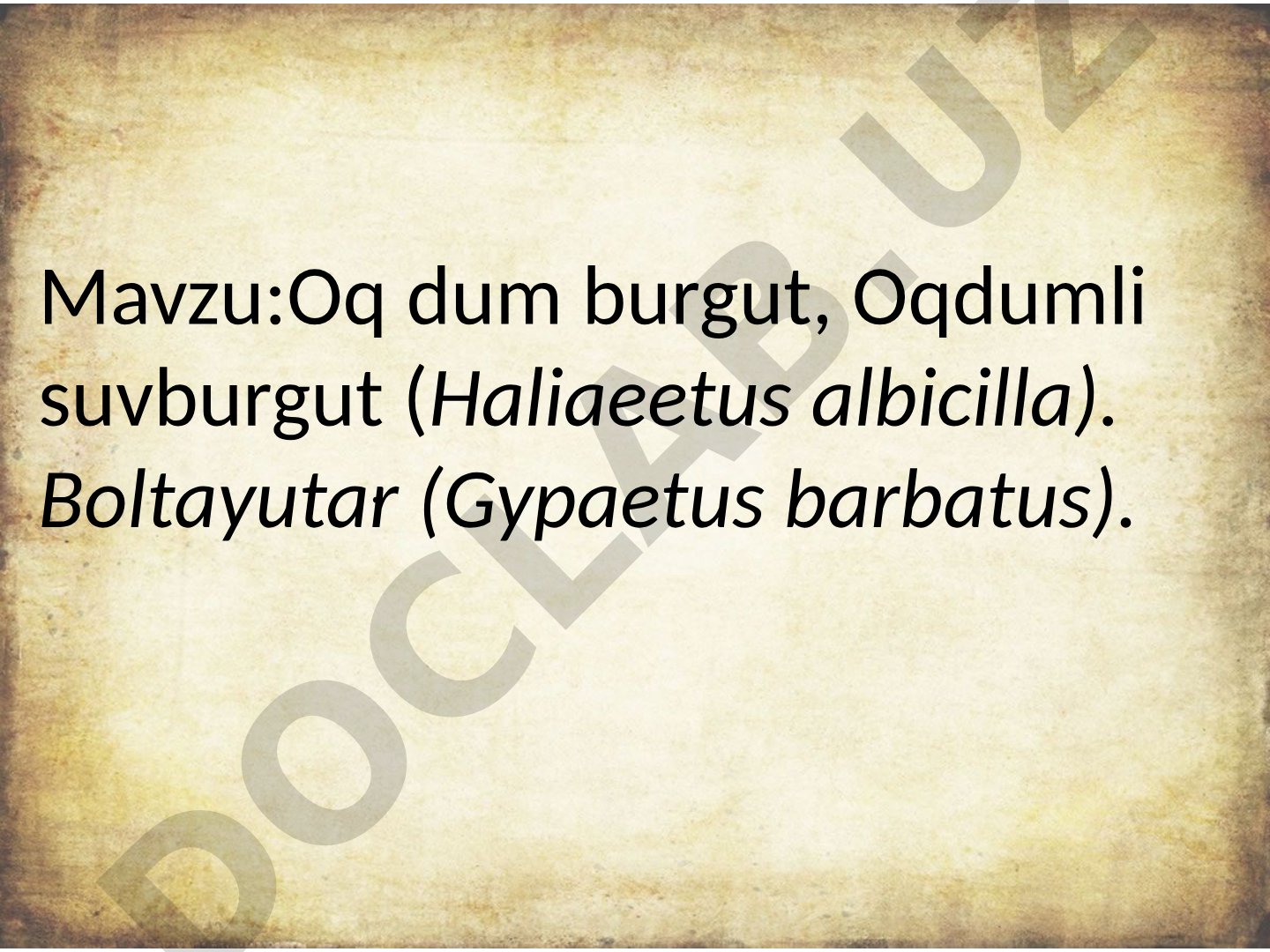 Oq dum burgut, Oqdumli suvburgut (Haliaeetus albicilla). Boltayutar (Gypaetus barbatus)