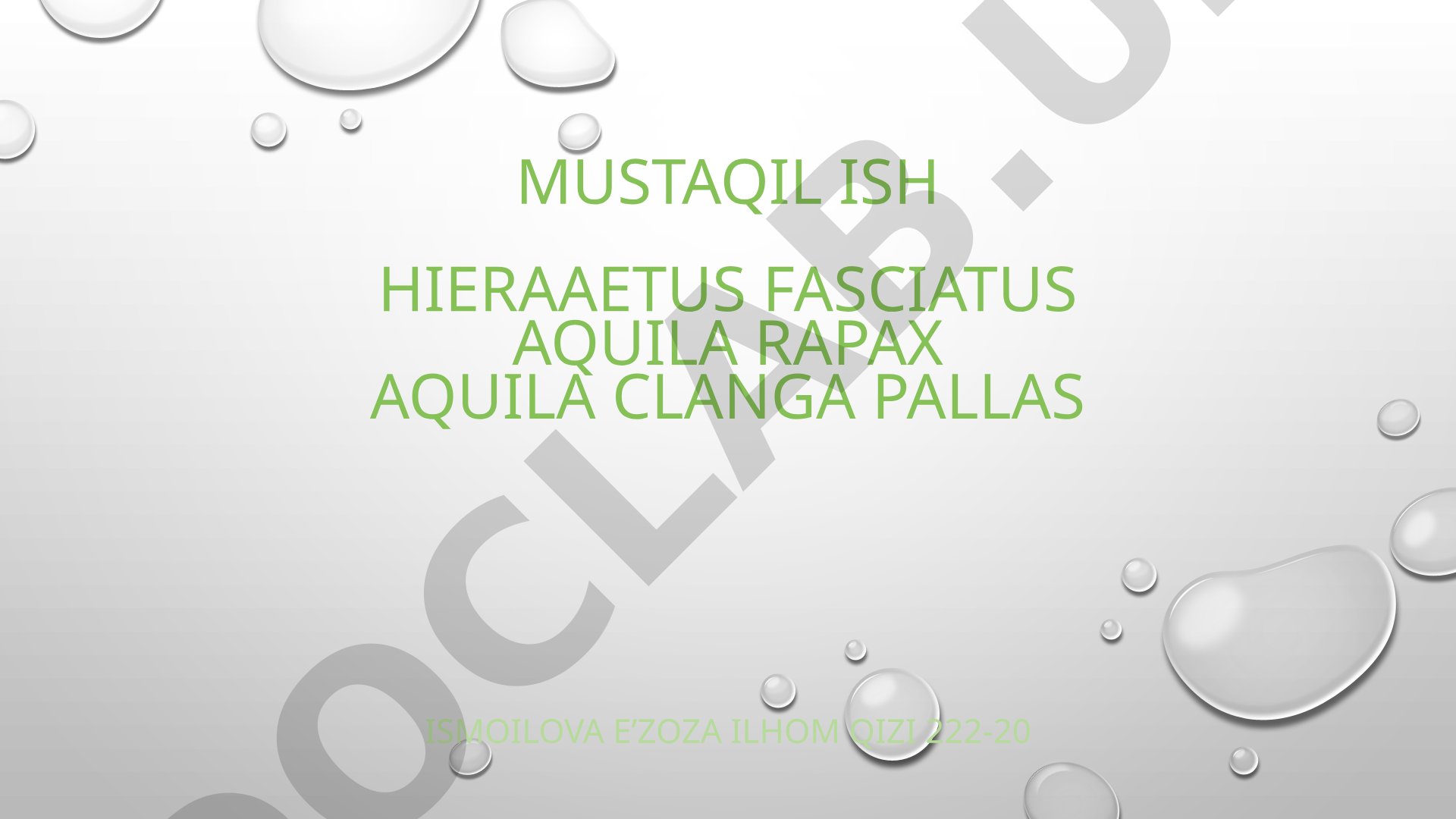 Aquila rapax (Chól burguti) turlari haqida ma'lumot
