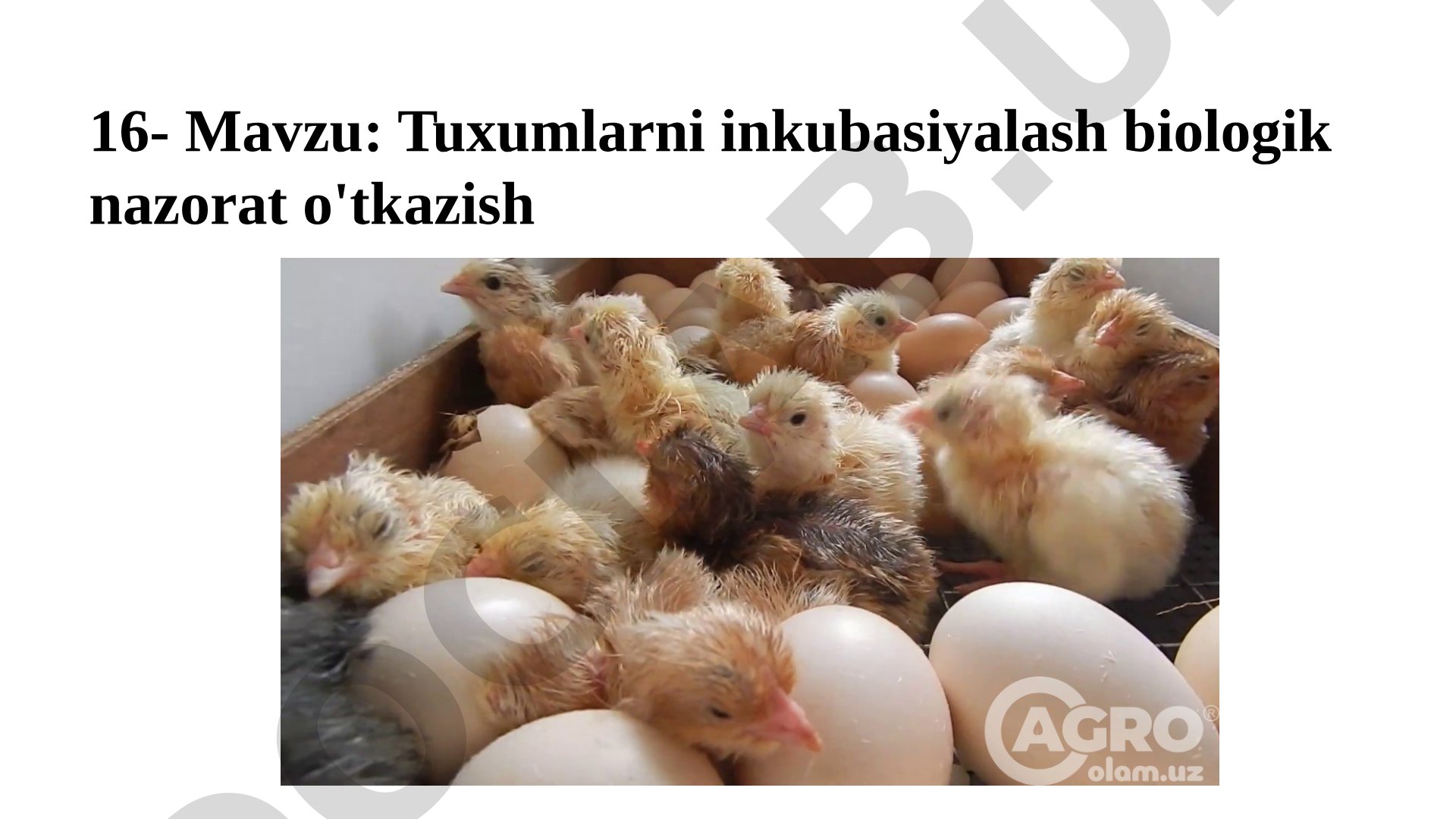 Tuхumlarni inkubasiyalash biologik nazorat o'tkazish