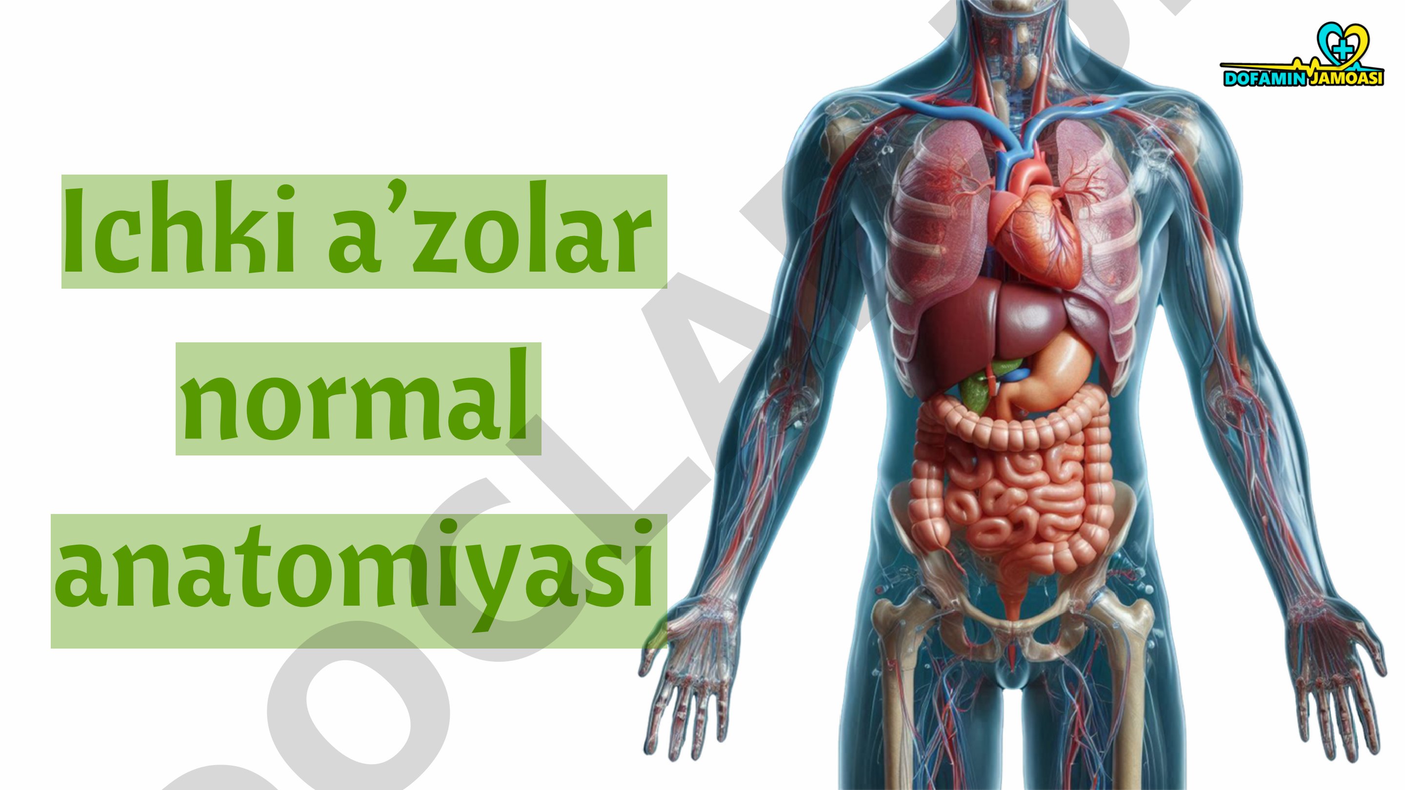 Ichki a’zolar normal anatomiyasi - Hazm sistemasi - Oshqozon