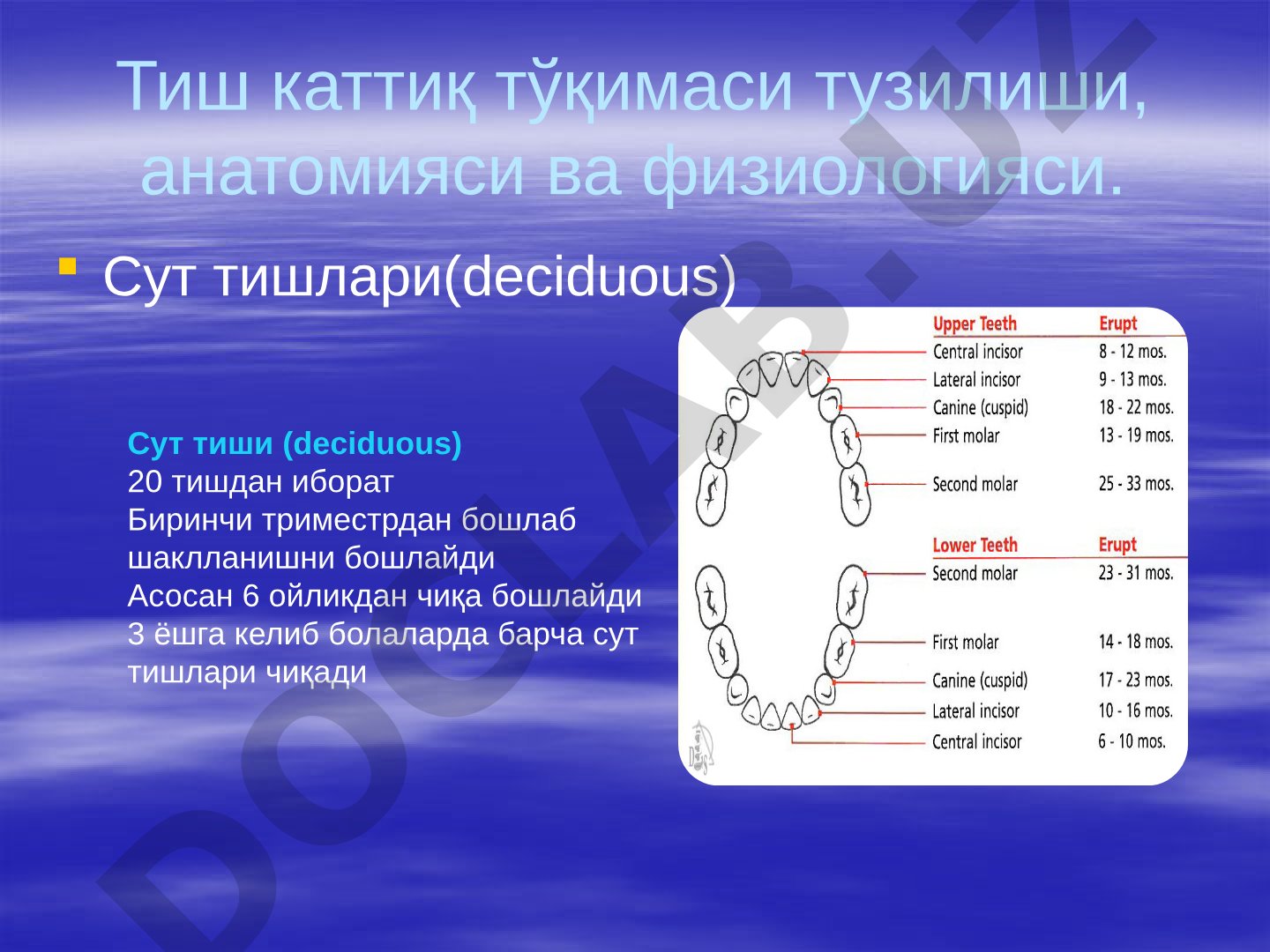 Тиш каттиқ тўқимаси тузилиши, анатомияси ва физиологияси.