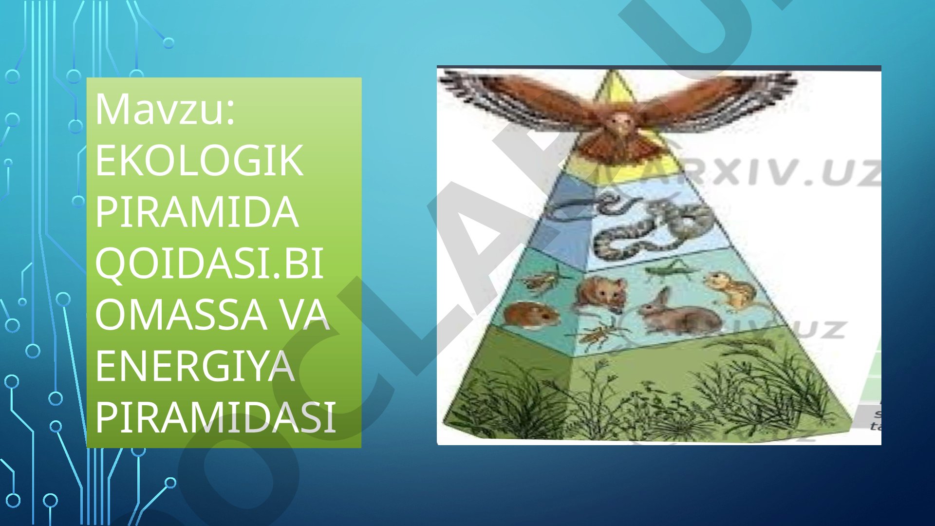 Ekologik piramida qoidasi. Biomassa va energiya piramidasi