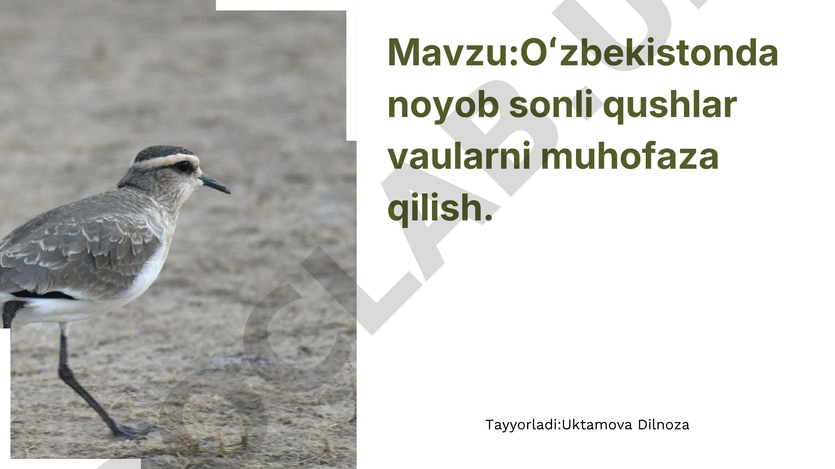Oʻzbekistonda noyob sonli qushlar va ularni muhofaza qilish
