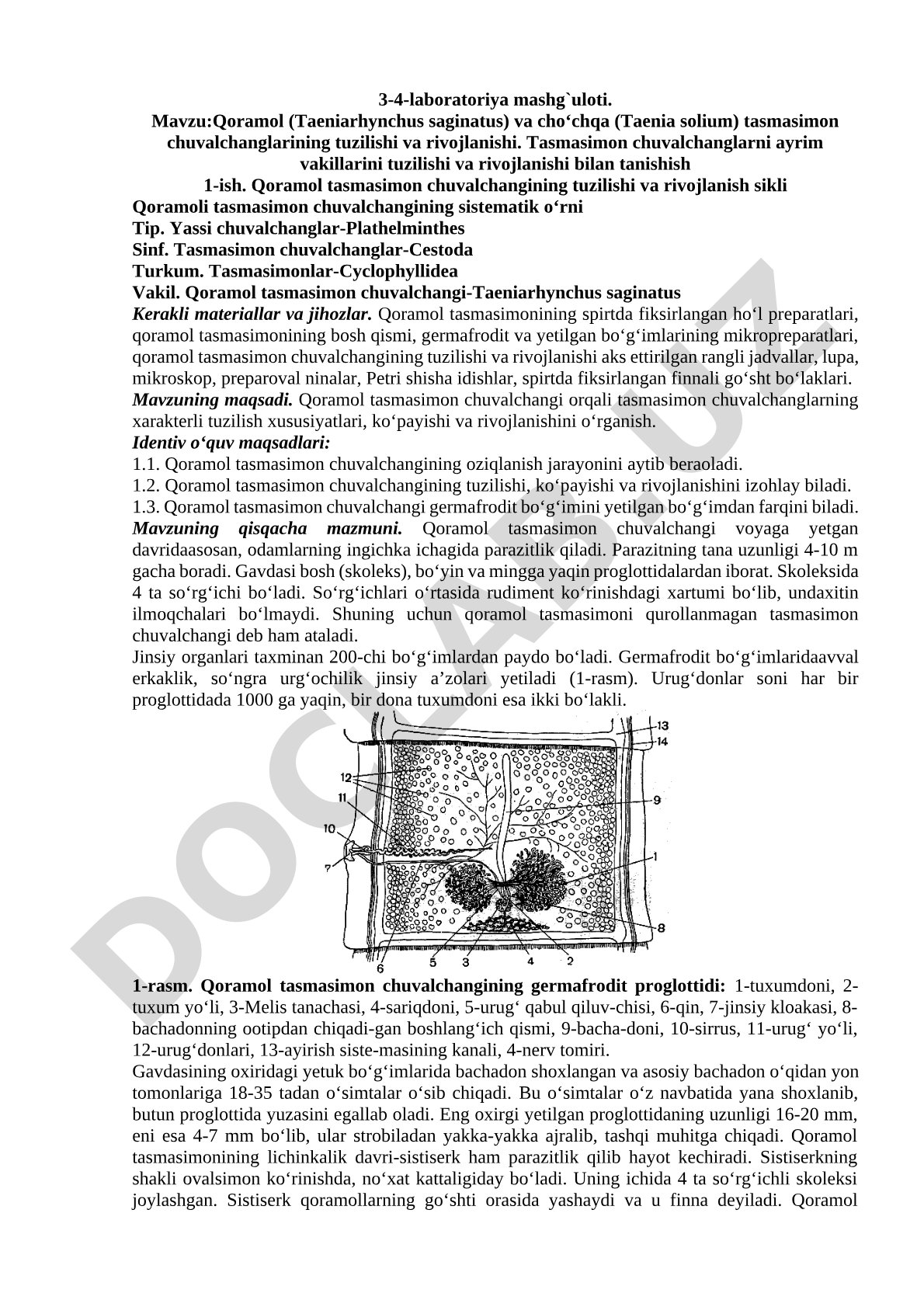 Qoramol (Taeniarhynchus saginatus) va cho‘chqa (Taenia solium) tasmasimon chuvalchanglarining tuzilishi va rivojlanishi