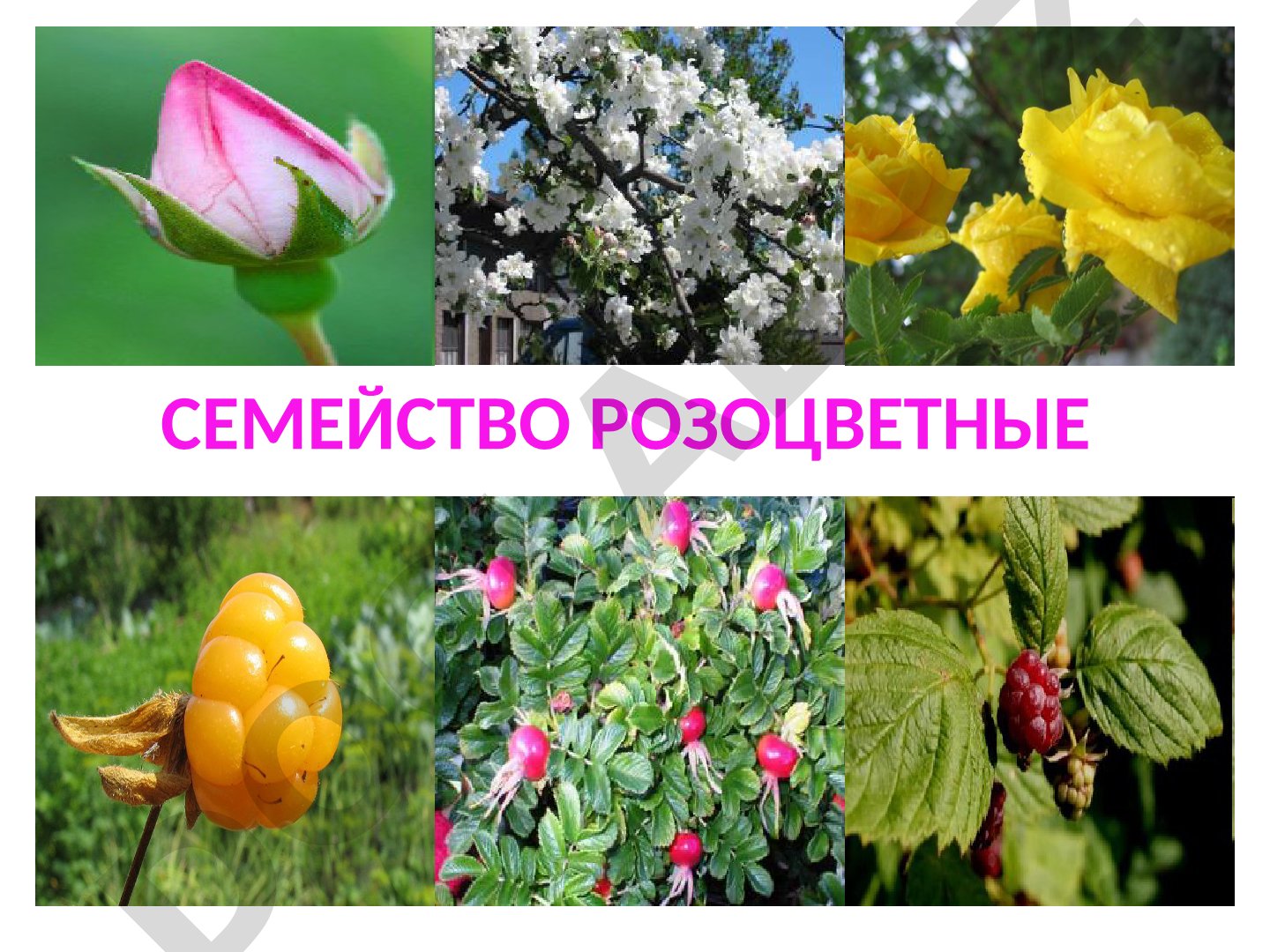 Семейство розоцветные