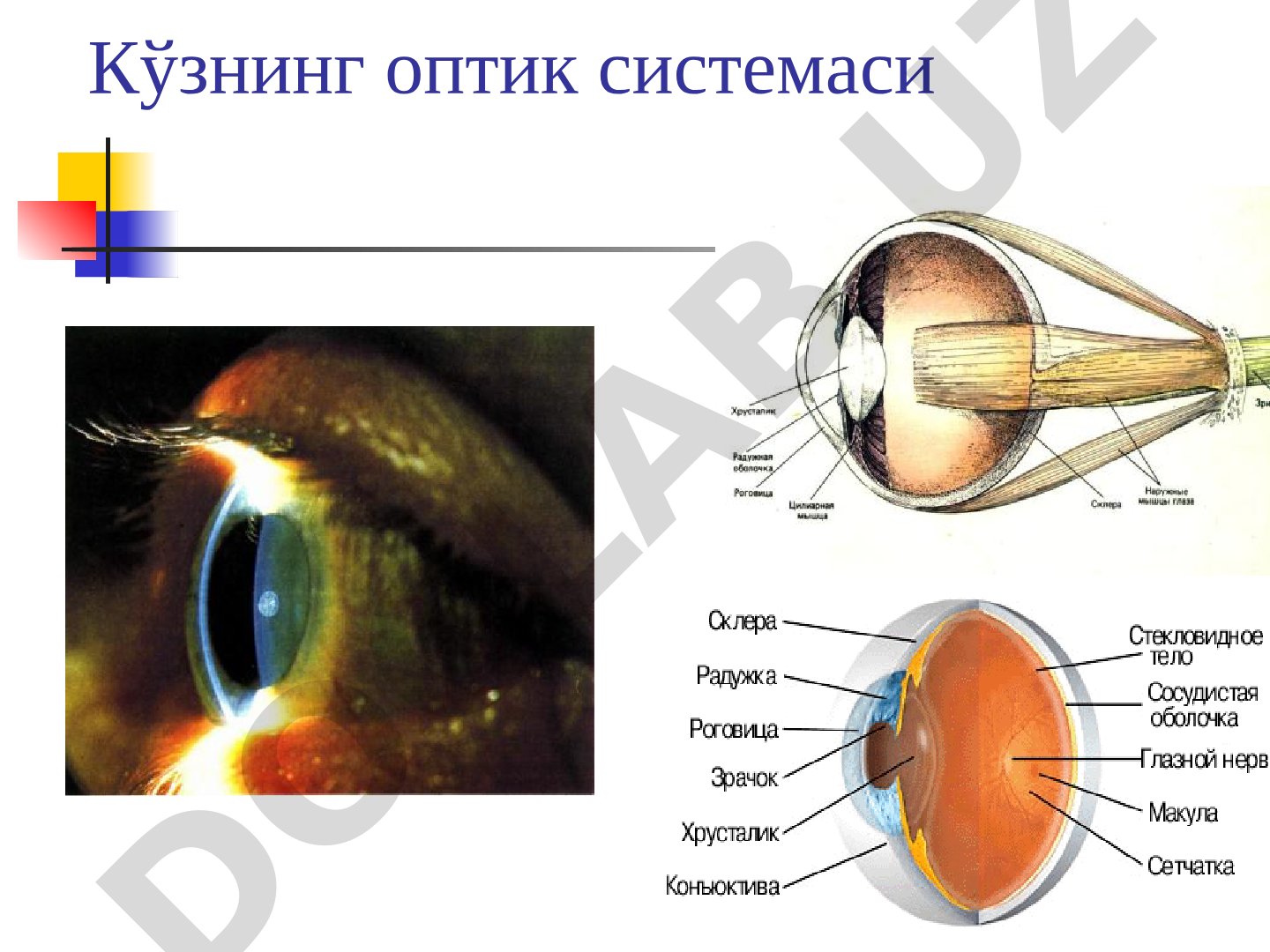 Кўзнинг оптик системаси ва рефракцияси