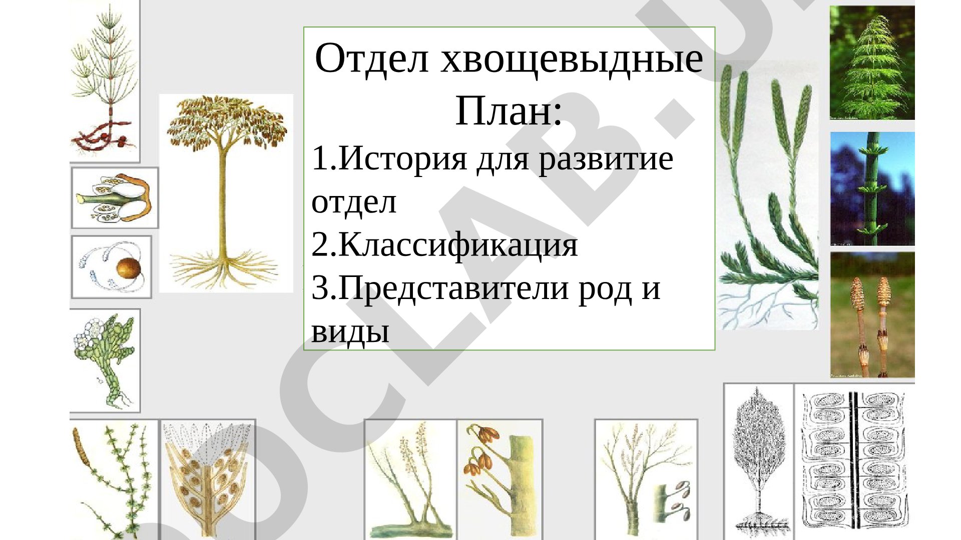 Отдел хвощевидные: история развития, классификация, представители