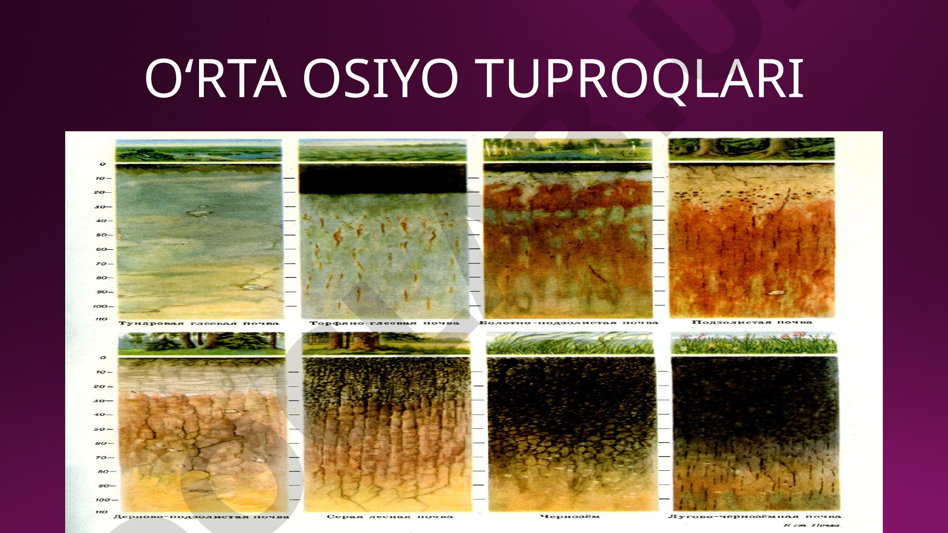 O‘rta Osiyo tuproqlari