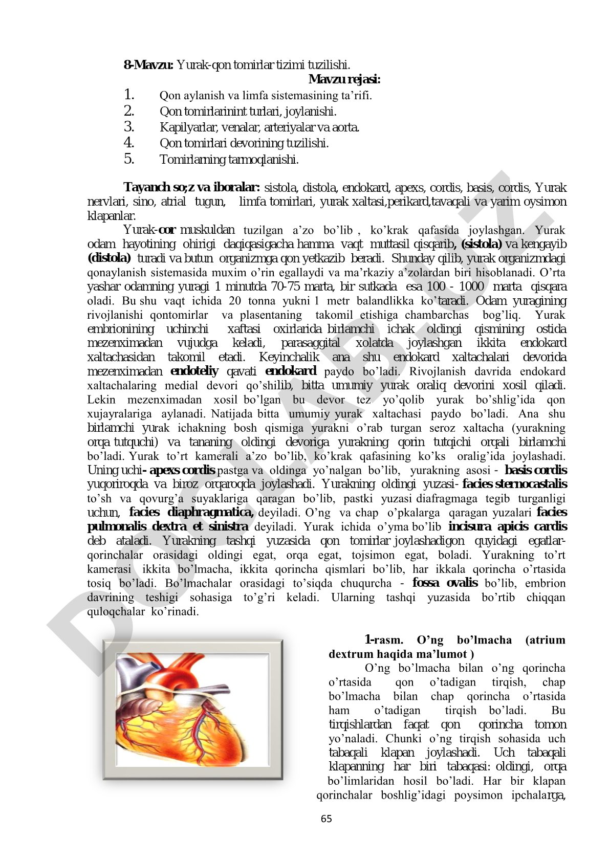 Yurak-qon tomirlar tizimi tuzilishi